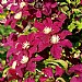 Clematis 'Rouge Cardinal'