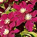 Clematis 'Rouge Cardinal'