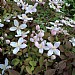 Clematis montana 'Odorata'