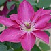 Clematis 'Tekla'