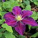 Clematis 'The Vagabond'