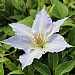 Clematis 'Tranquilite'