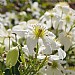 Clematis x cartmanii 'White Abundance'