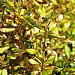 Coprosma 'Evening Glow'