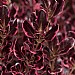 Coprosma 'Eclipse'
