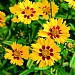 Coreopsis grandiflora 'Calypso'