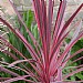 Cordyline australis 'Charlie Boy'