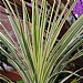 Cordyline australis 'Lime Passion'