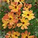 Coreopsis 'Mango Punch'