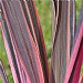 Cordyline australis 'Southern Splendour'