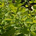 Cotinus coggygria 'Golden Spirit'