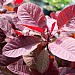 Cotinus 'Grace'