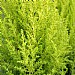 Cupressus macrocarpa 'Goldcrest'