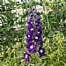 Delphinium 'Dark Blue White Bee'