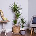 Dracaena marginata (Dragon Tree)