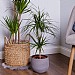 Dracaena marginata (Dragon Tree)