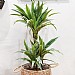 Dragon Plant (Dracaena Warneckii) - Various Sizes