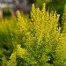 Erica arborea 'Golden Smile'