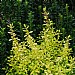 Escallonia 'As Good As Gold'