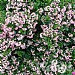 Escallonia 'Show Stopper'