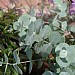 Eucalyptus cinerea