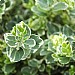 Euonymus fortunei 'Emerald Gaiety'