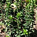 Euonymus japonicus 'Green Rocket'
