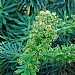 Euphorbia characias 'Black Pearl'