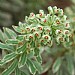 Euphorbia characias 'Silver Swan' 