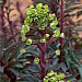 Euphorbia 'Miners Merlot'