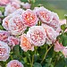 Eustacia VYE English Shrub Rose