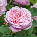 Eustacia VYE English Shrub Rose