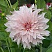 Dahlia 'Café au Lait'
