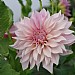 Dahlia 'Café au Lait'