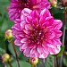 Dahlia 'Muchacha'