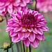 Dahlia 'Muchacha'