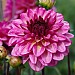 Dahlia 'Muchacha'