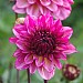 Dahlia 'Muchacha'