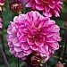 Dahlia 'Muchacha'