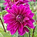 Dahlia 'Thomas A. Edison'