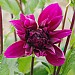 Dahlia 'Thomas A. Edison'