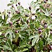 Ficus 'Little Miss Figgy'