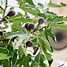 Ficus 'Little Miss Figgy'