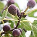 Ficus 'Little Miss Figgy'