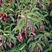 Fuchsia 'Dying Embers'