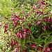 Fuchsia 'Dying Embers'
