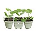 Elho Green Basics Seed Tray 22cm (Various Colours)