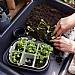 Elho Green Basics Seed Tray 22cm (Various Colours)