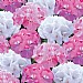 Geranium 'Candyfloss Mix' 6 pack
