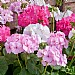 Geranium 'Candyfloss Mix' 6 pack
